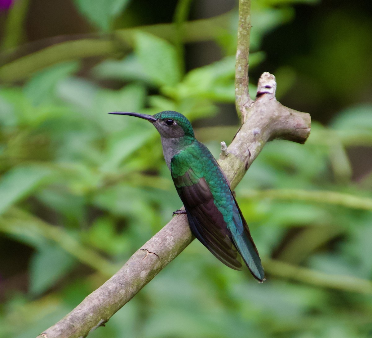 Gray-breasted Sabrewing - ML619858579