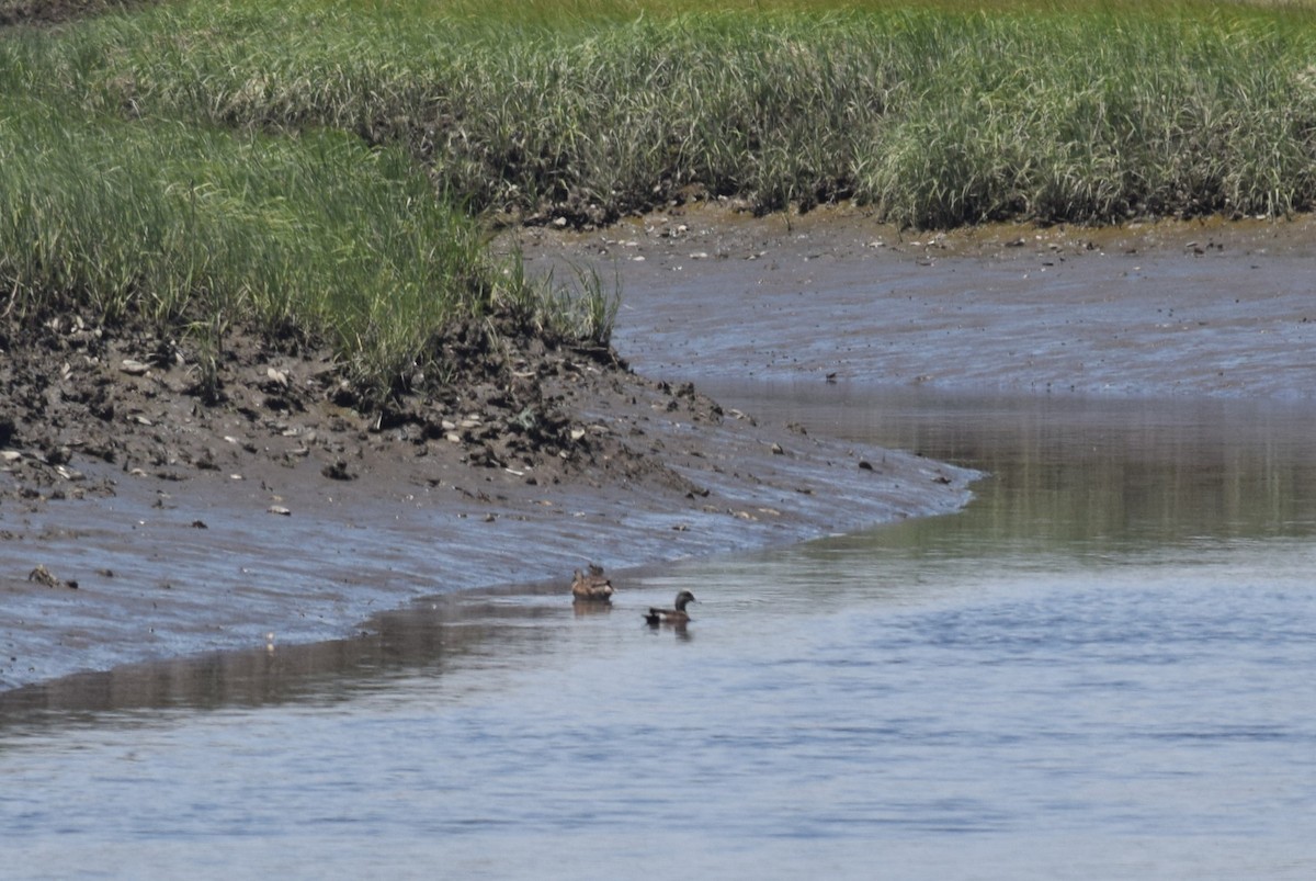 American Wigeon - ML619858580