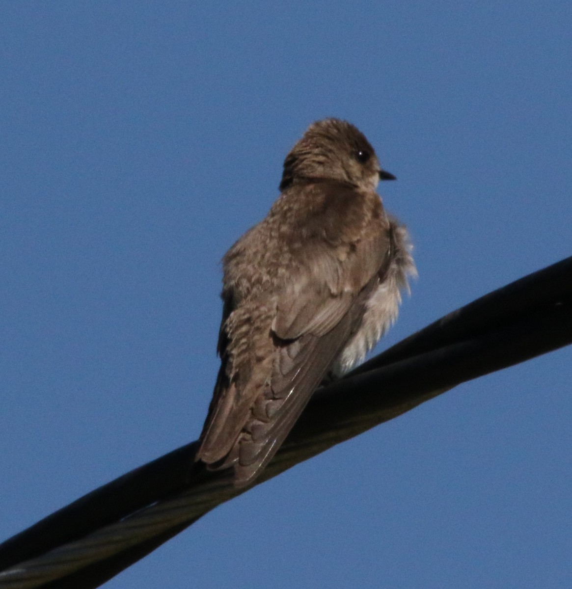 Northern Rough-winged Swallow - ML619858581