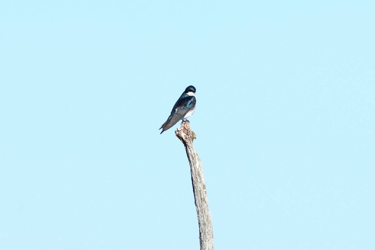 Tree Swallow - ML619858582