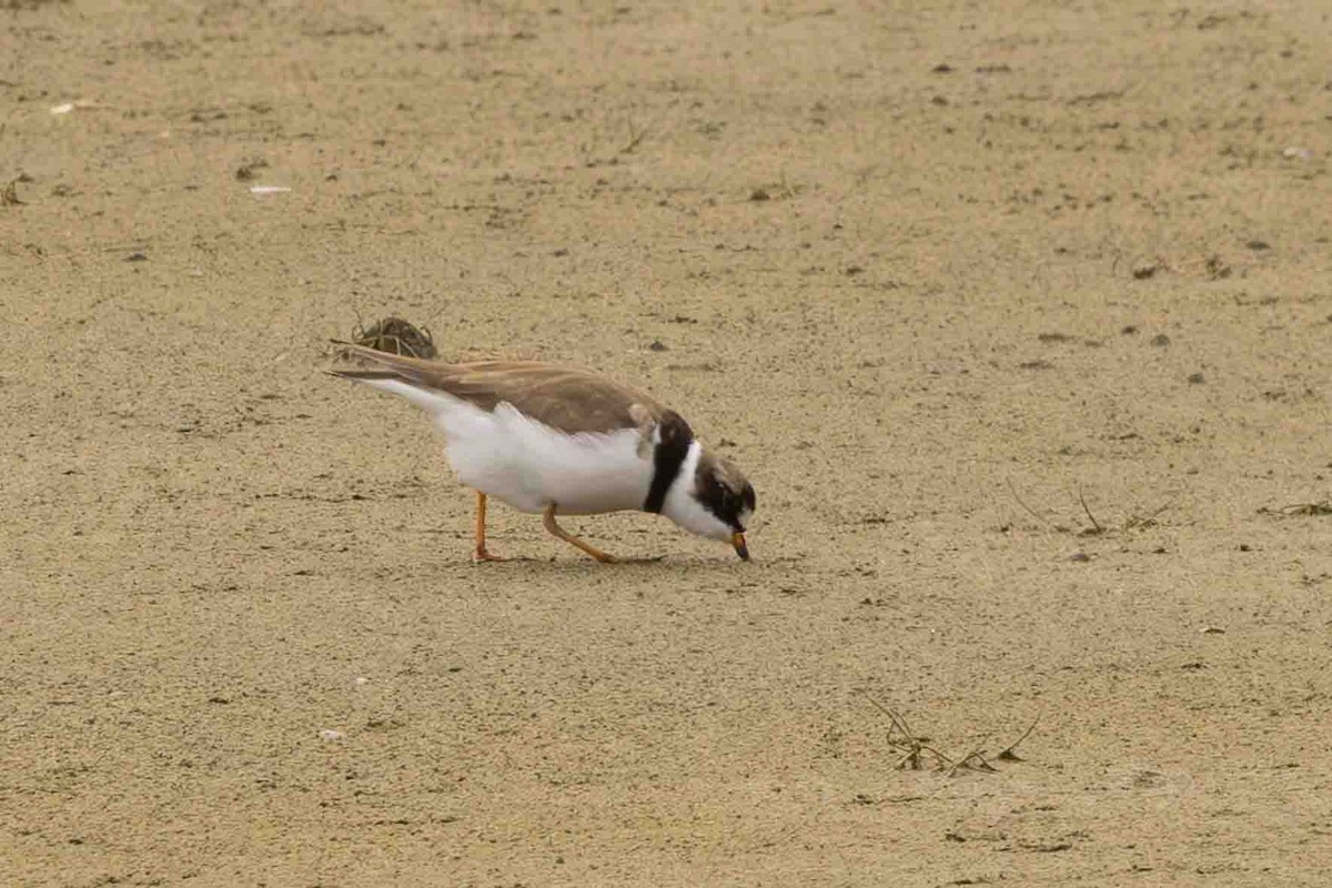 Semipalmated Plover - ML619858584