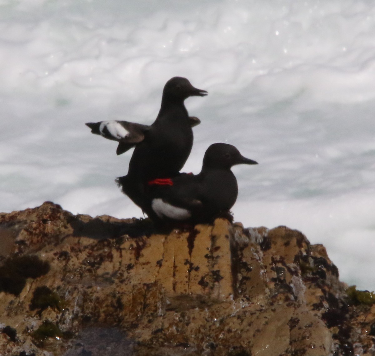 Pigeon Guillemot - ML619858588