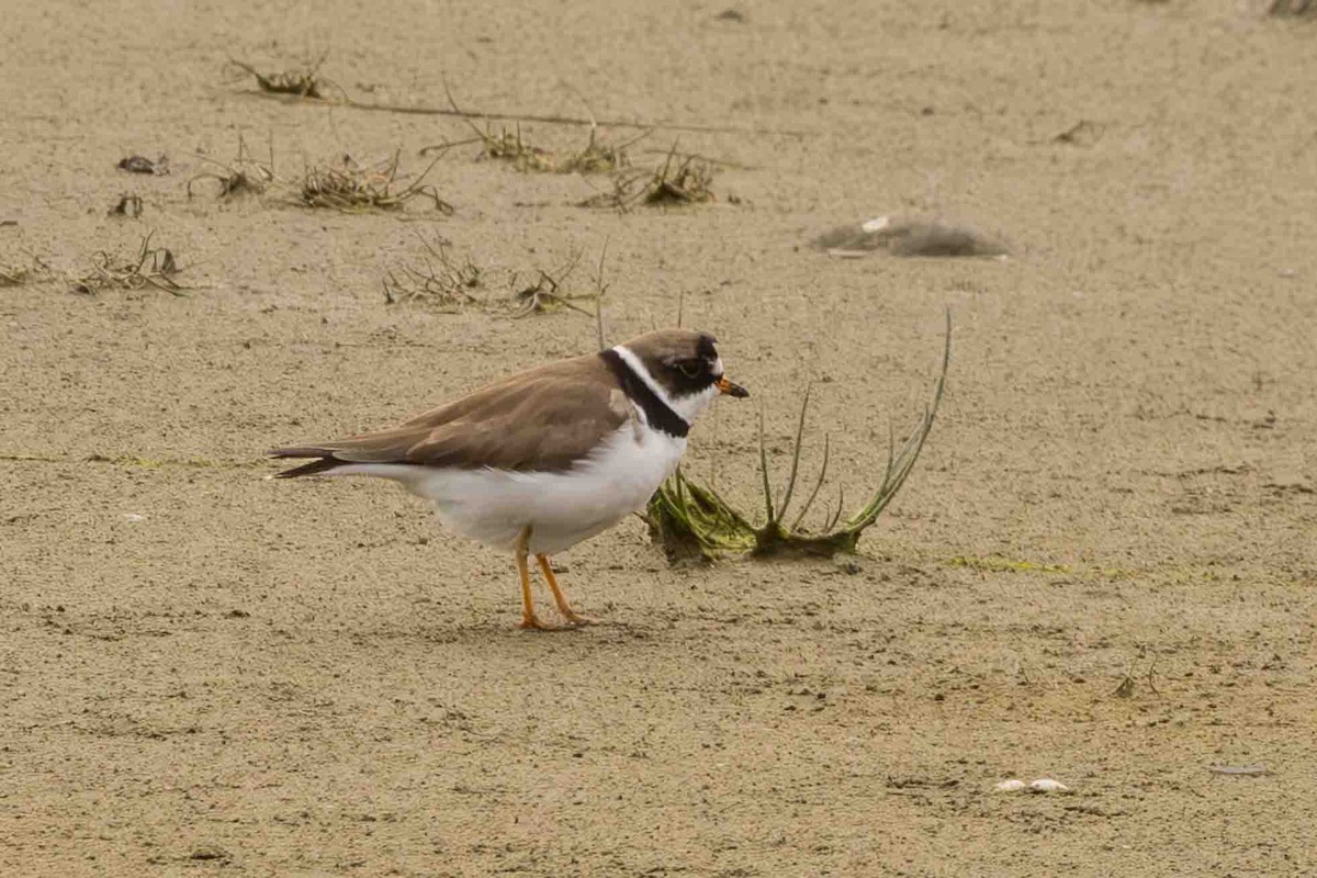 Semipalmated Plover - ML619858593