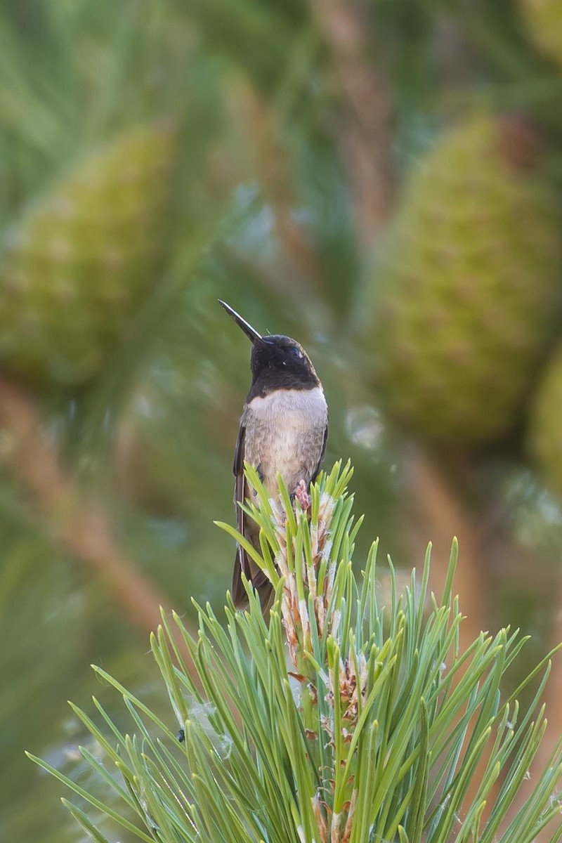 Black-chinned Hummingbird - ML619858595