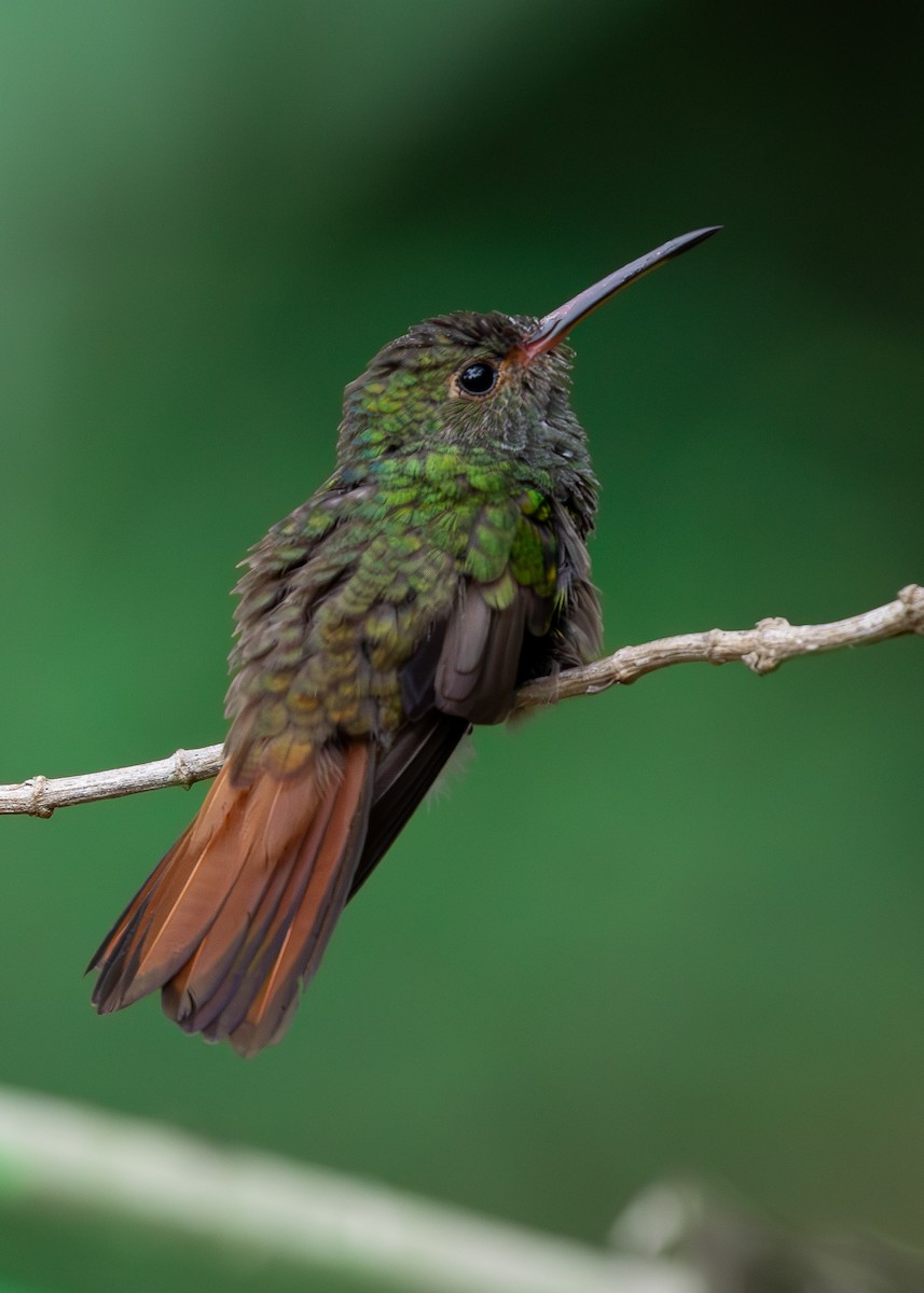 Rufous-tailed Hummingbird - ML619858601