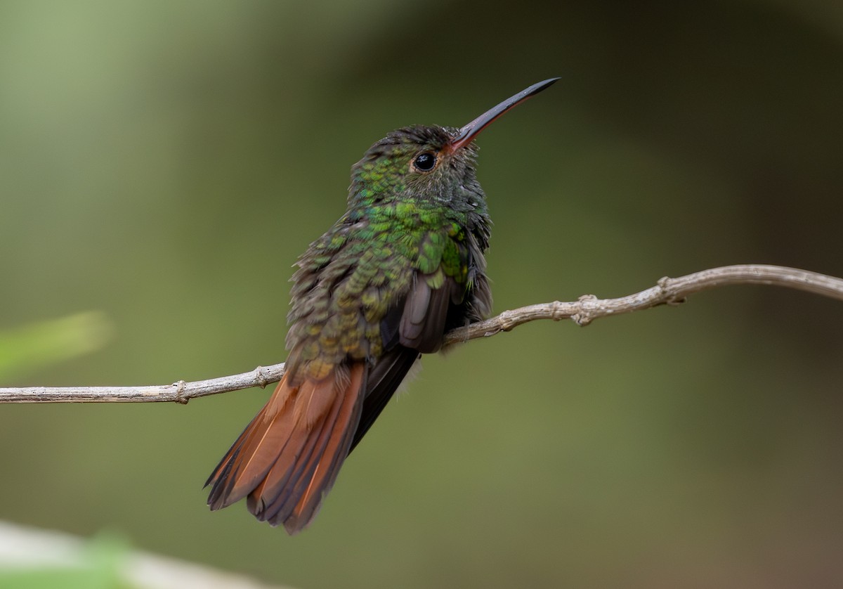 Rufous-tailed Hummingbird - ML619858602