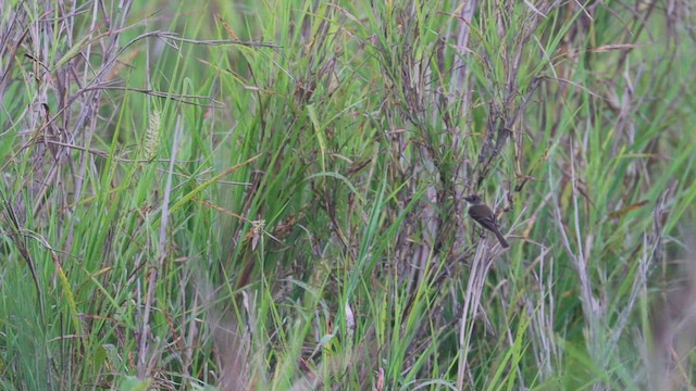 White-throated Flycatcher - ML619858603