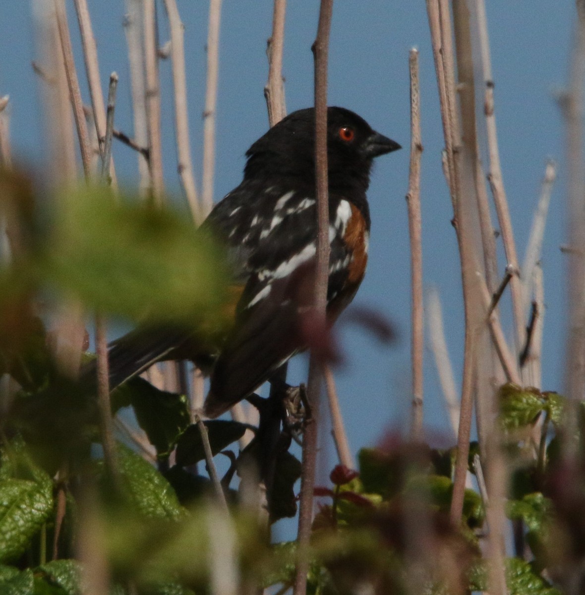 Spotted Towhee - ML619858616
