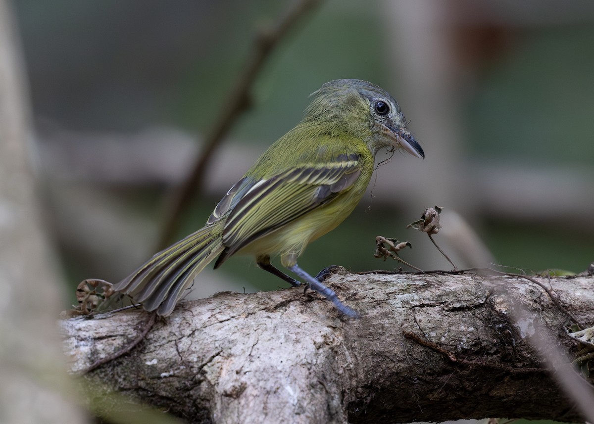 Yellow-olive Flatbill - ML619858617