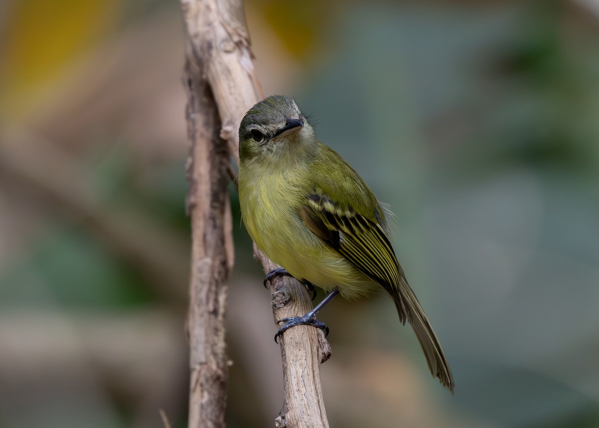 Yellow-olive Flatbill - ML619858620