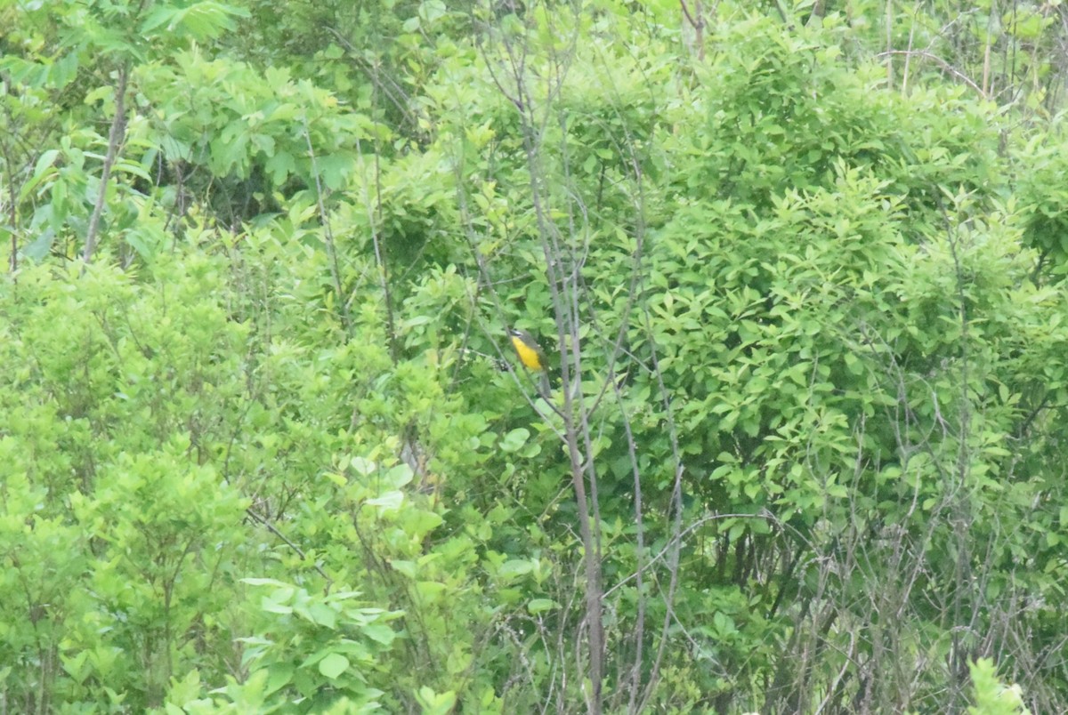 Yellow-breasted Chat - ML619858647