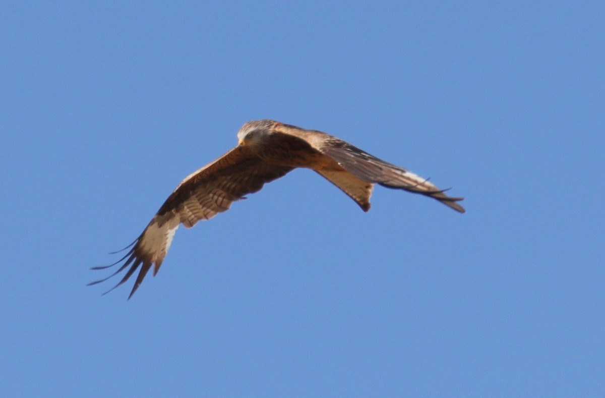 Red Kite - ML619858656