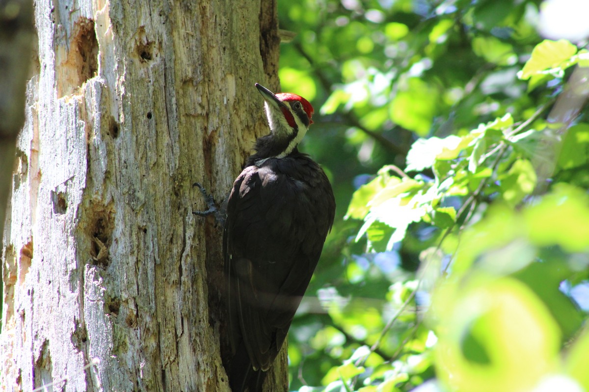 Pileated Woodpecker - ML619858657