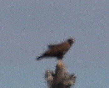 Common Buzzard - ML619858669