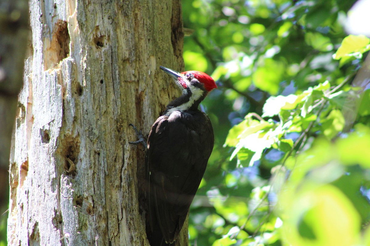 Pileated Woodpecker - ML619858710