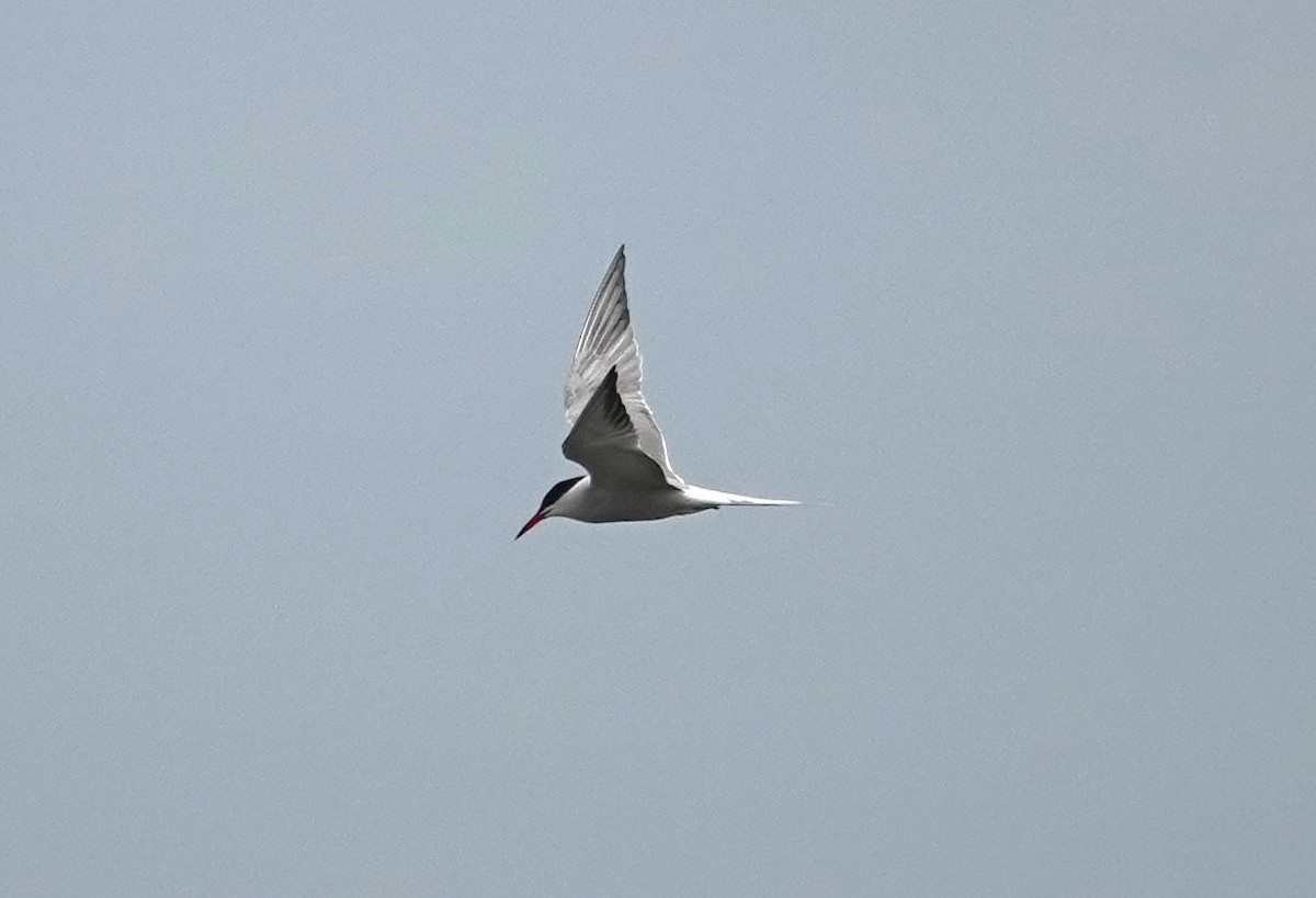 Common Tern - ML619858717