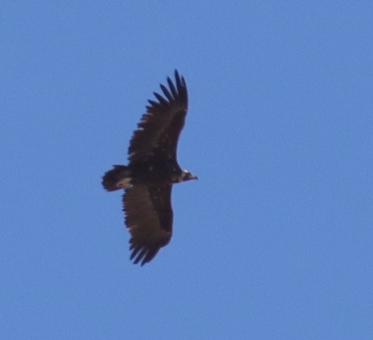 Cinereous Vulture - ML619858736