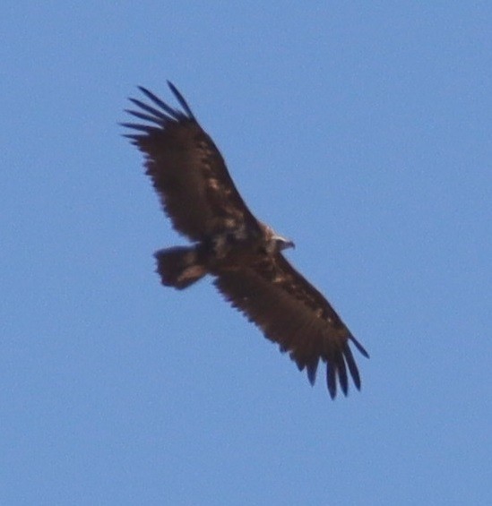 Cinereous Vulture - ML619858738