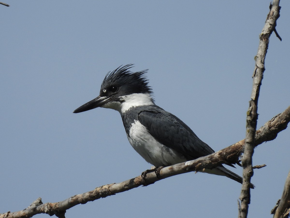 Belted Kingfisher - ML619858752