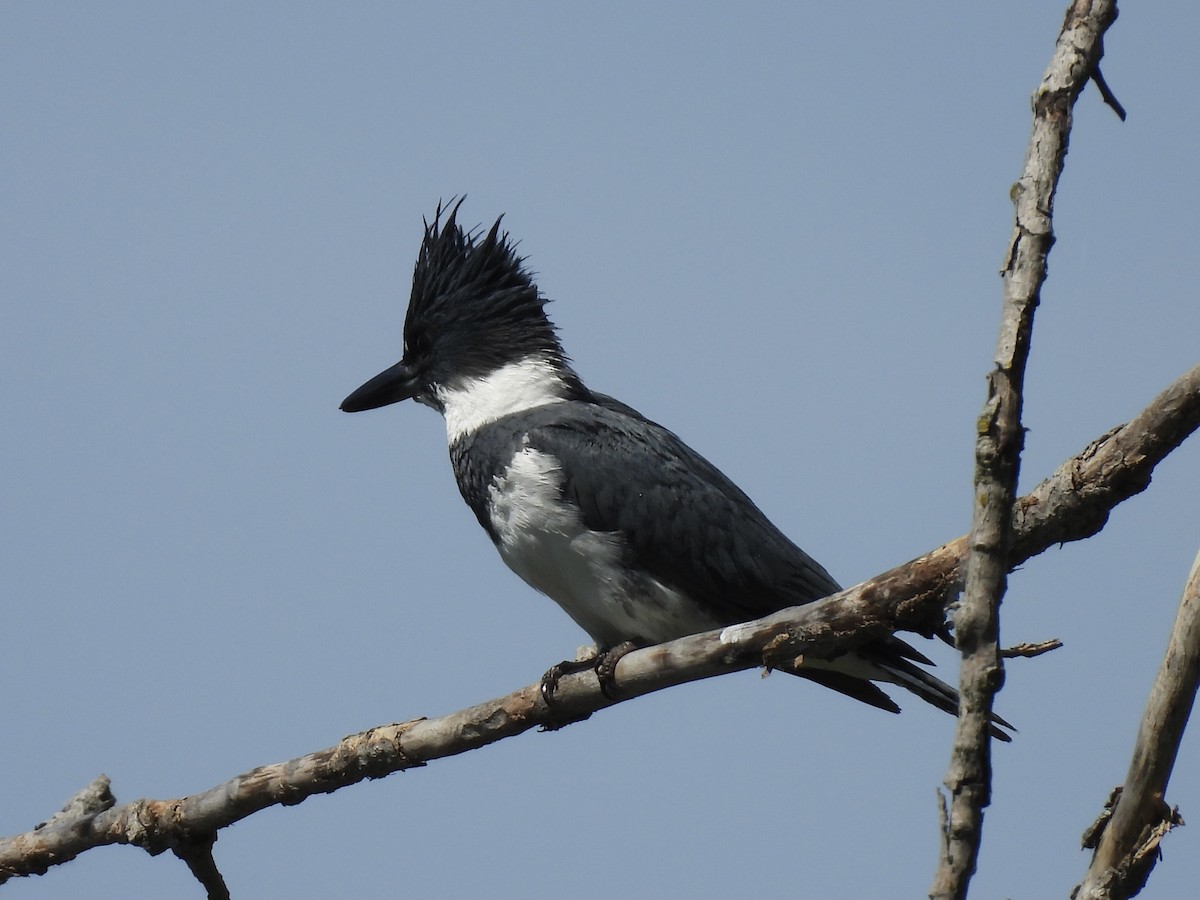 Belted Kingfisher - ML619858753