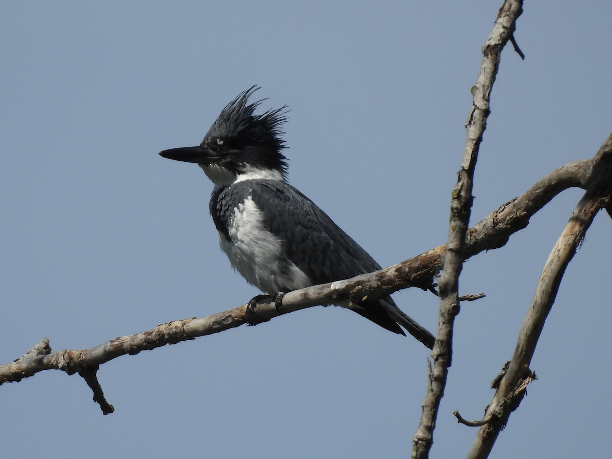Belted Kingfisher - ML619858754