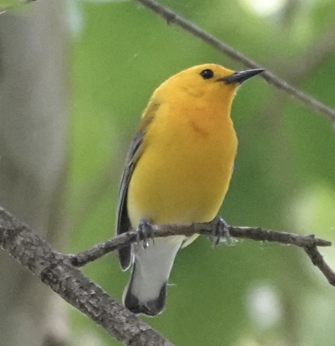 Prothonotary Warbler - ML619858756