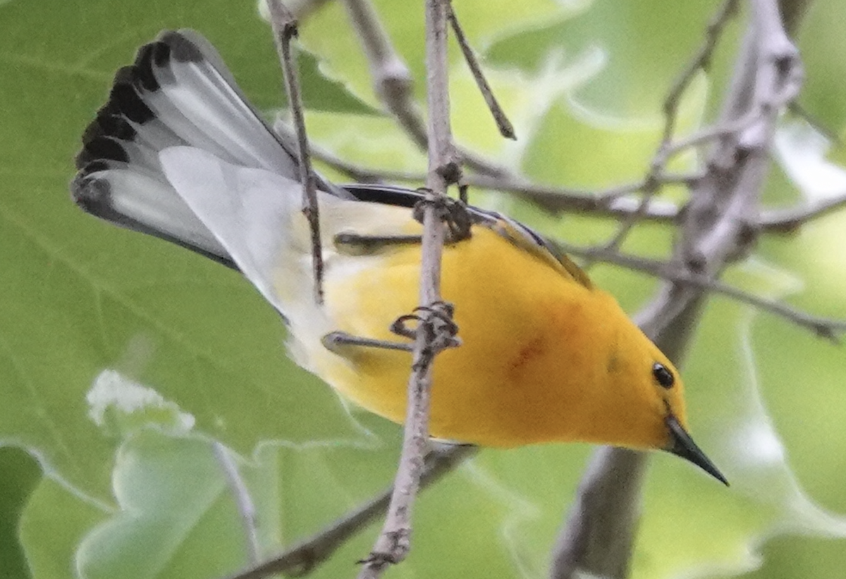 Prothonotary Warbler - ML619858757