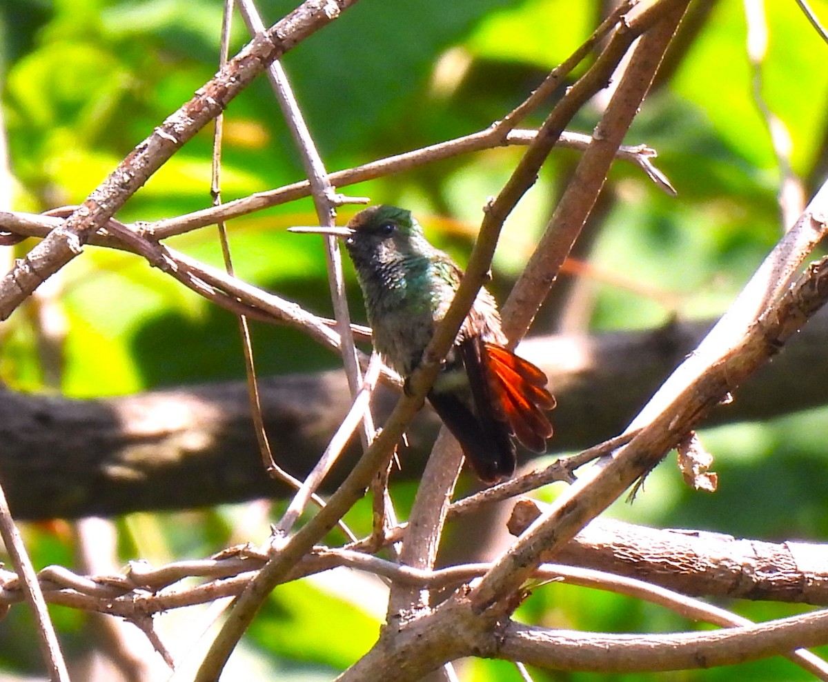 Berylline Hummingbird - ML619858758