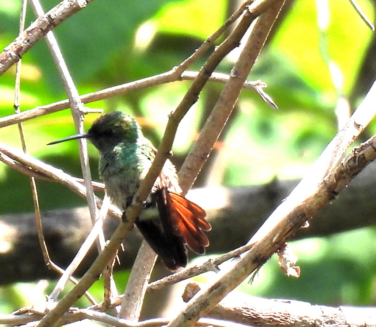 kolibřík mexický - ML619858759