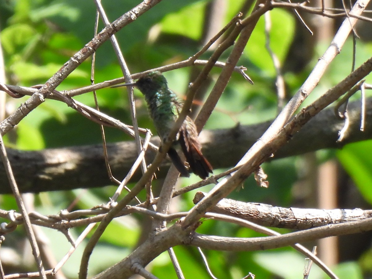Berylline Hummingbird - ML619858761