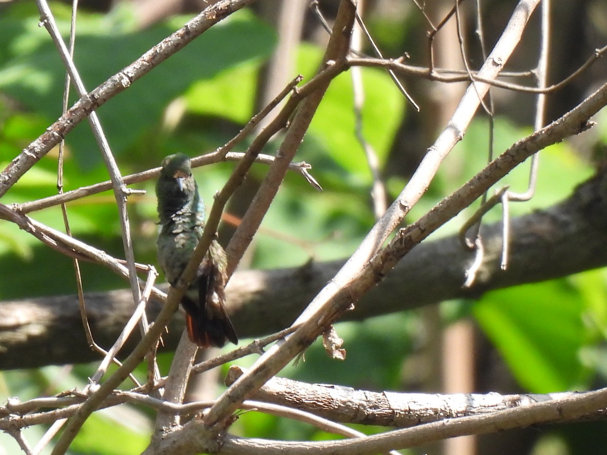 Berylline Hummingbird - ML619858762