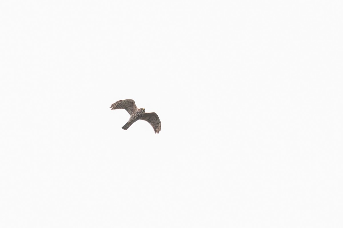 Levant Sparrowhawk - ML619858796