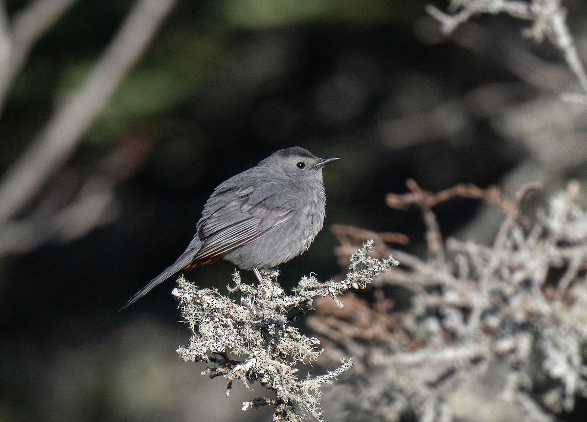 Pájaro Gato Gris - ML619858804