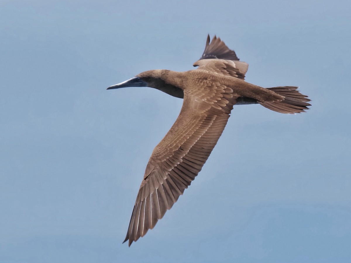 Brown Booby - ML619858817