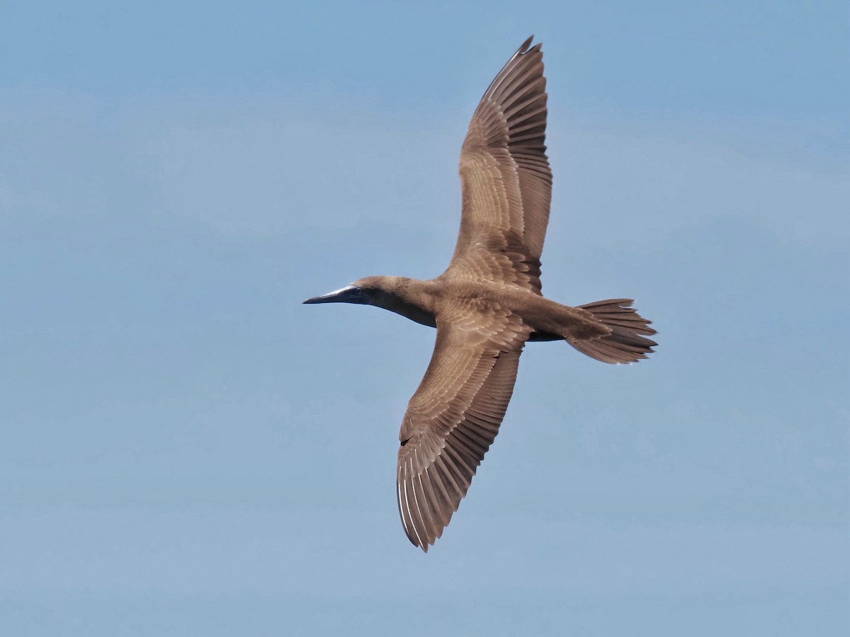Brown Booby - ML619858818