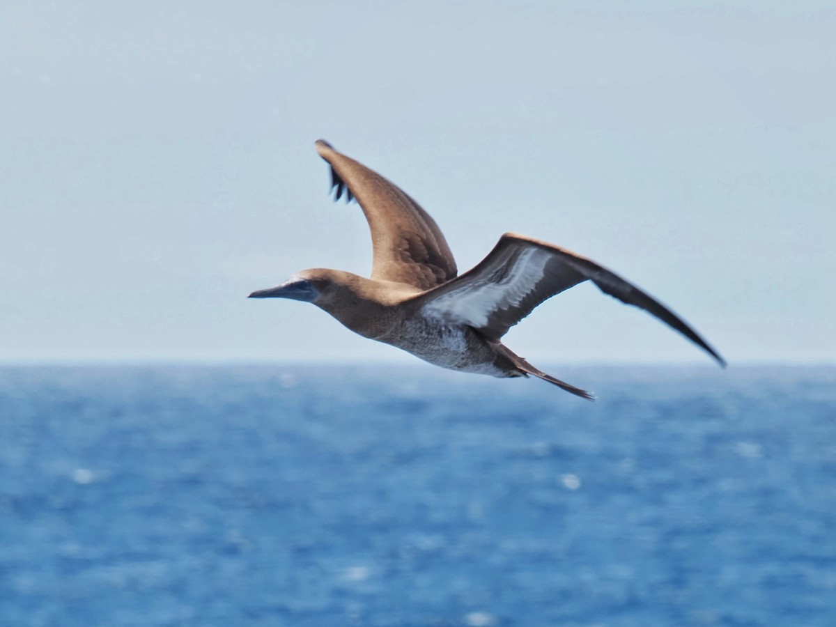 Brown Booby - ML619858819