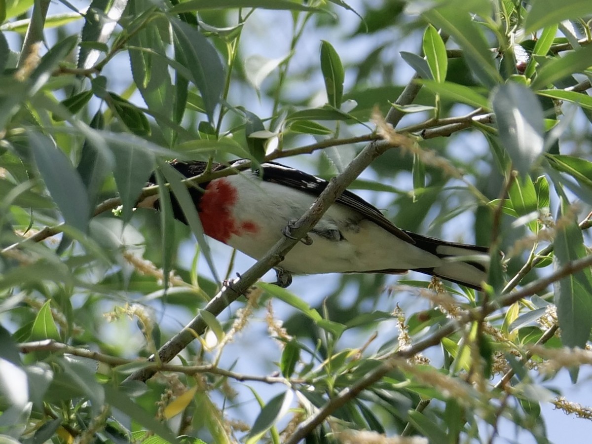 Rose-breasted Grosbeak - ML619858824