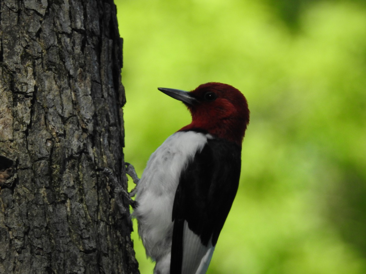 Red-headed Woodpecker - ML619858829