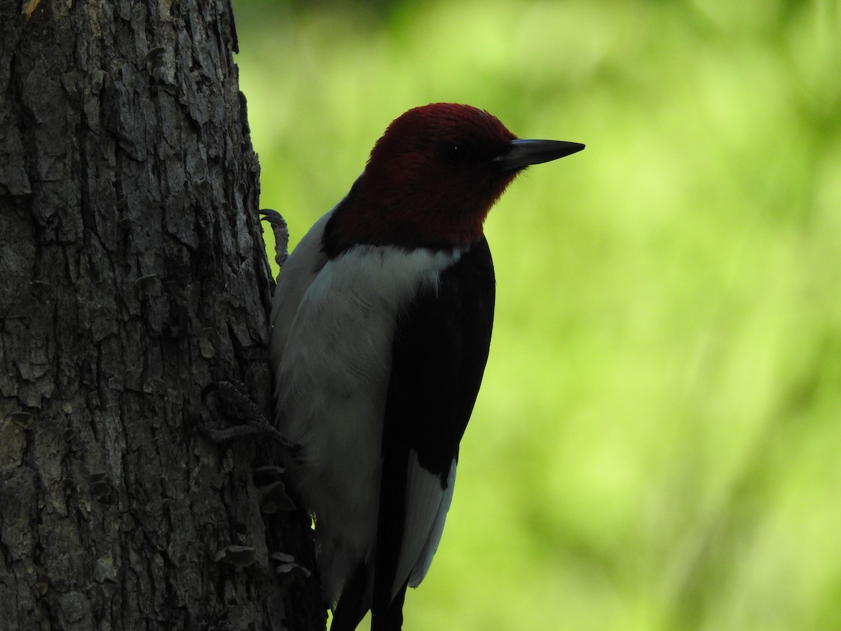 Red-headed Woodpecker - ML619858830