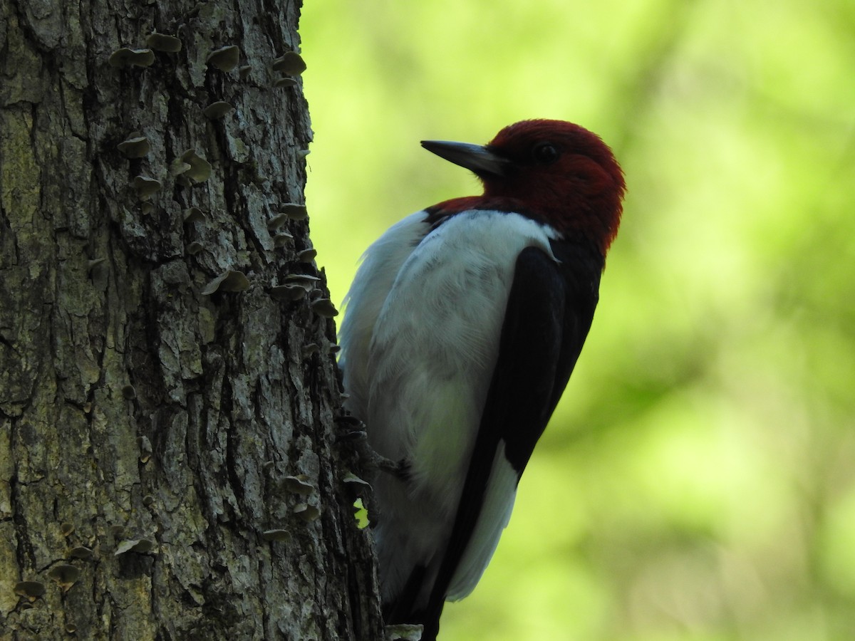 Red-headed Woodpecker - ML619858831