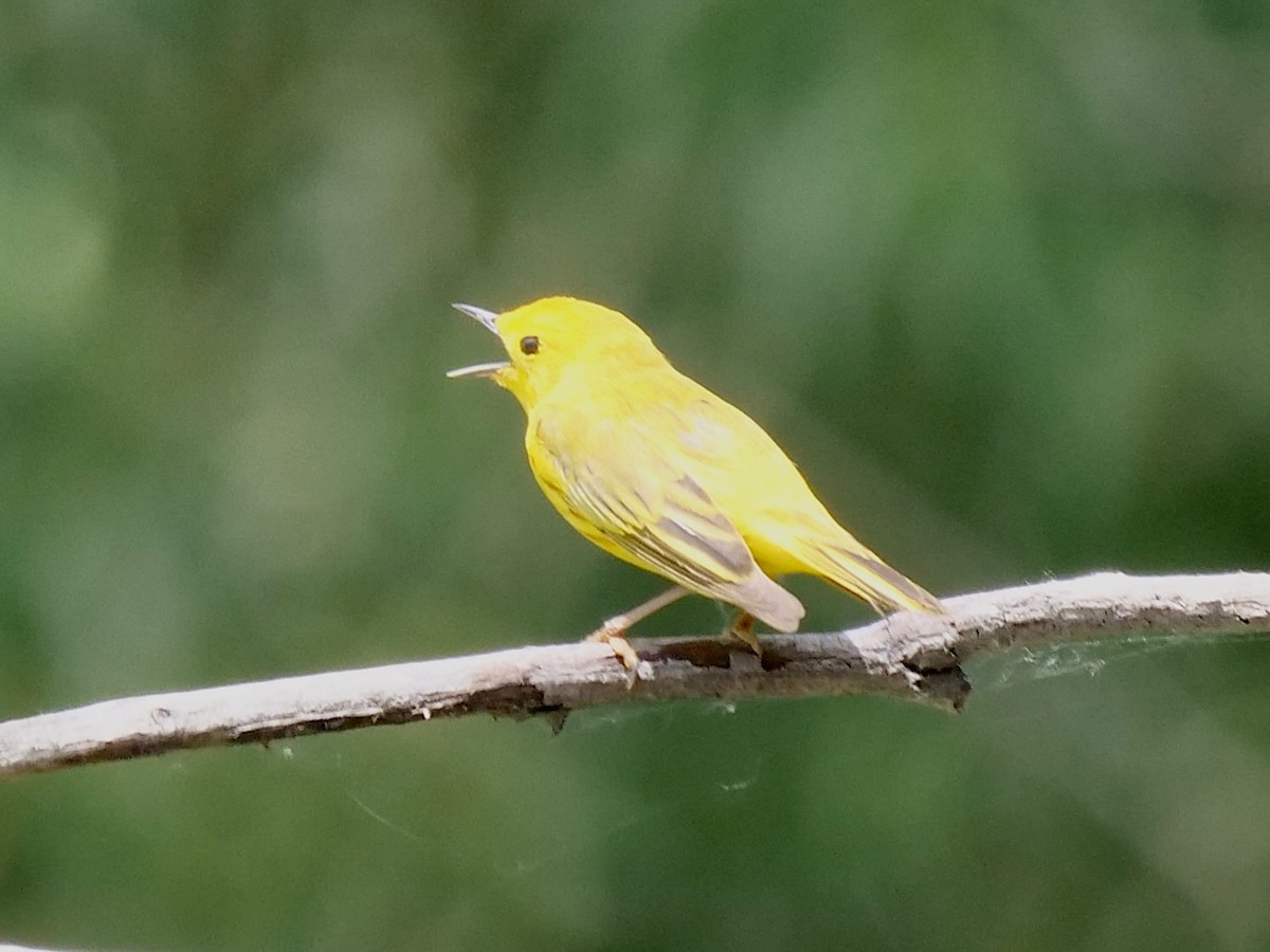 Yellow Warbler - ML619858832