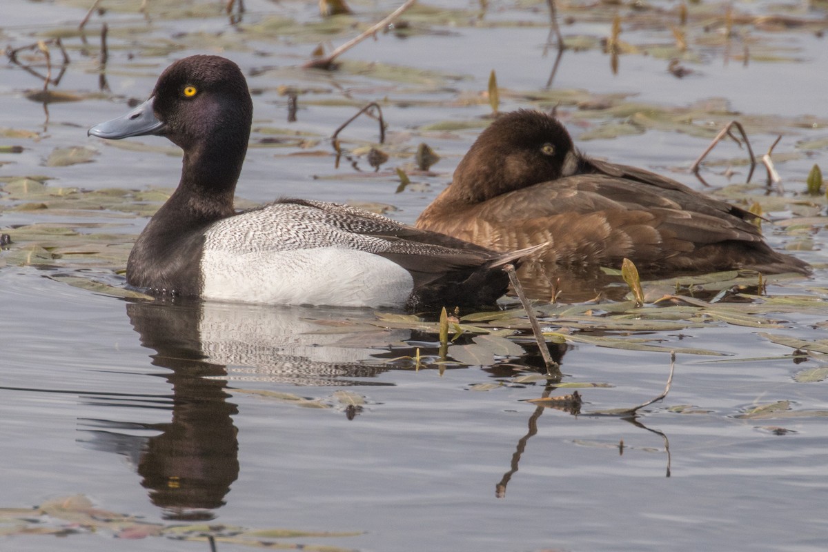 Lesser Scaup - ML619858835