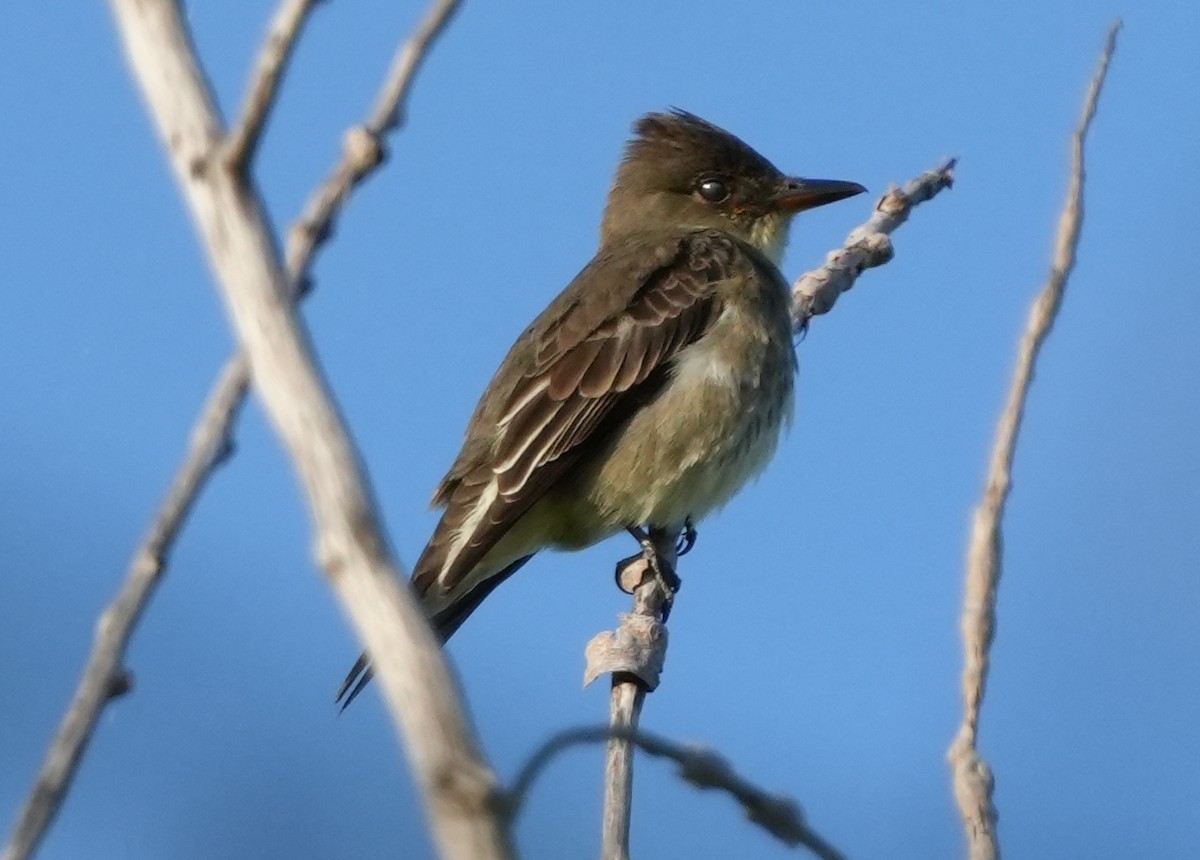 Olive-sided Flycatcher - ML619858841