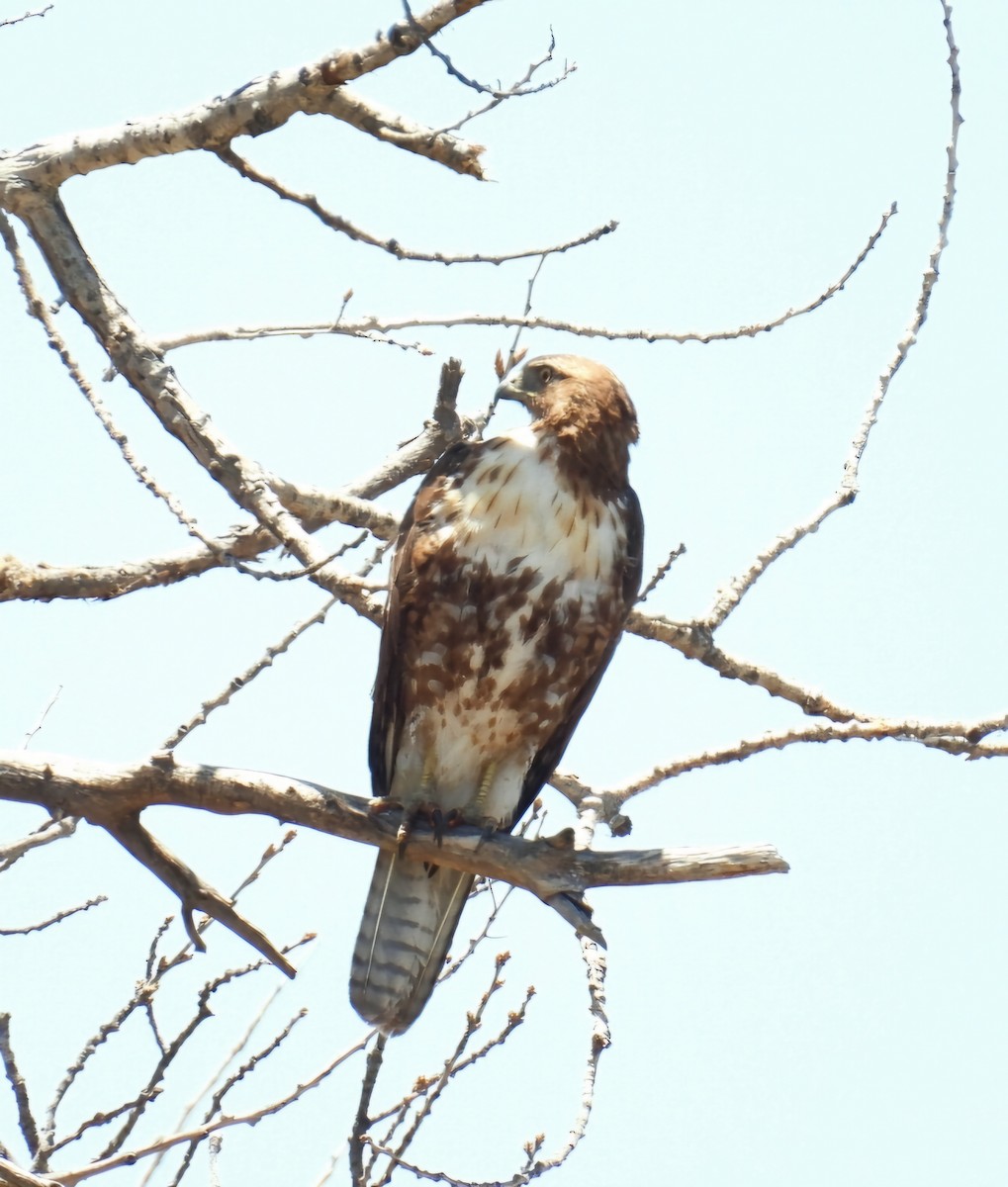Red-tailed Hawk - ML619858843