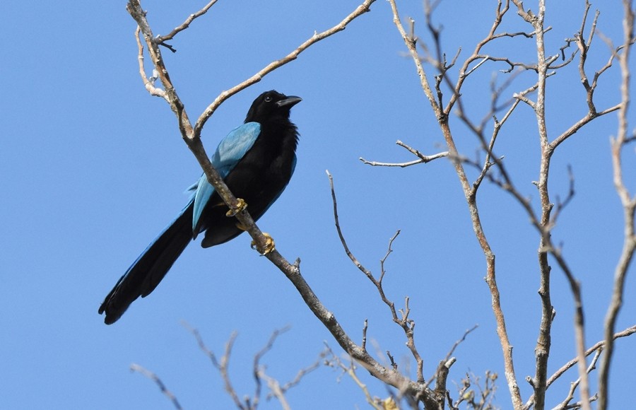 Yucatan Jay - ML619858848