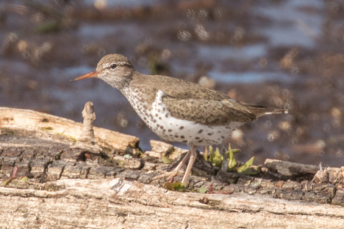 Spotted Sandpiper - ML619858855