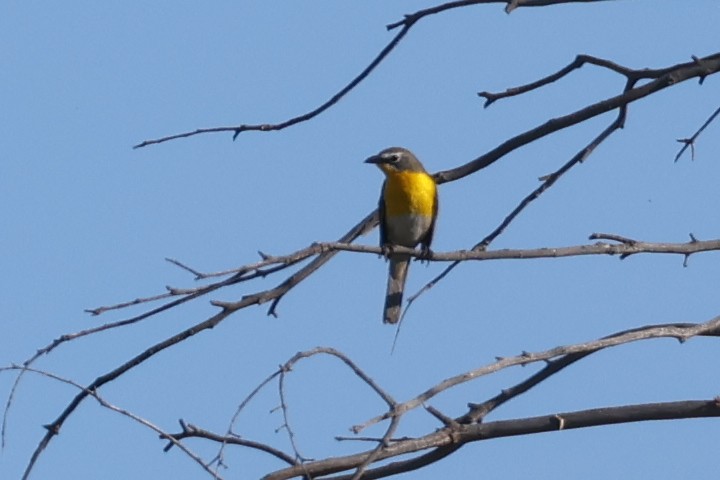 Yellow-breasted Chat - ML619858856