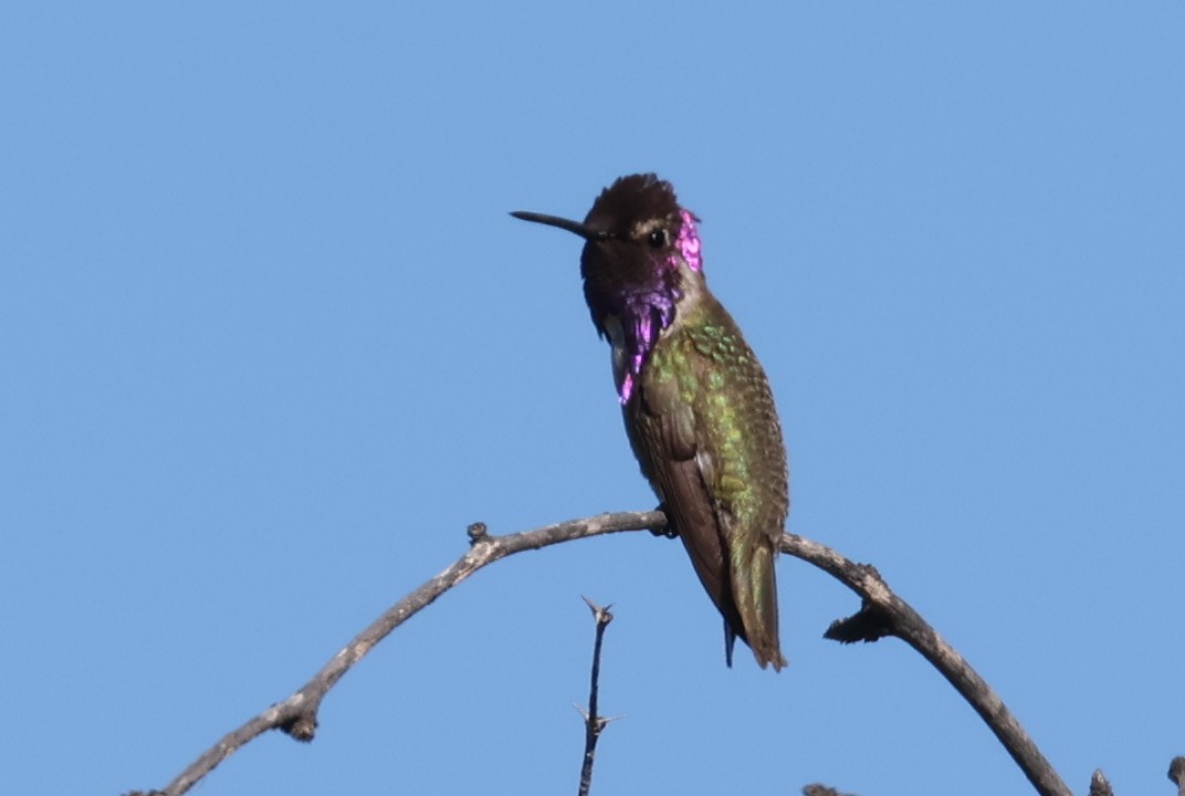 Costa's Hummingbird - ML619858860