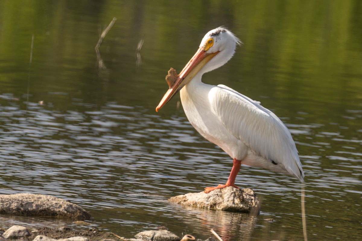 American White Pelican - ML619858862