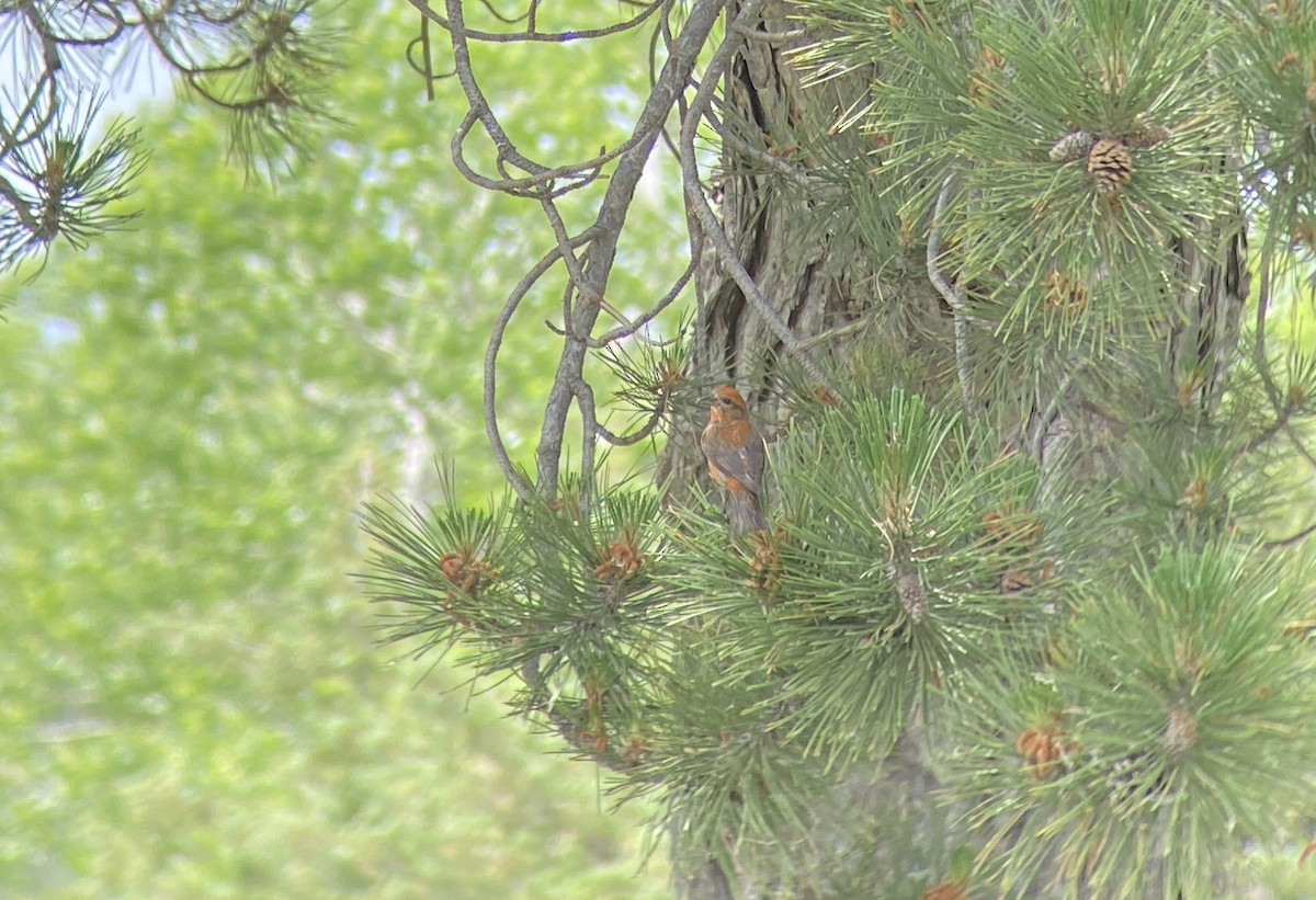 Red Crossbill - ML619858880